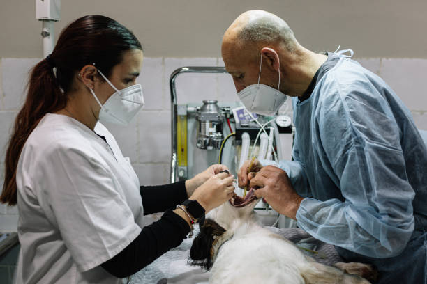 24-Hour Dental Clinic Near Me Normal, IL